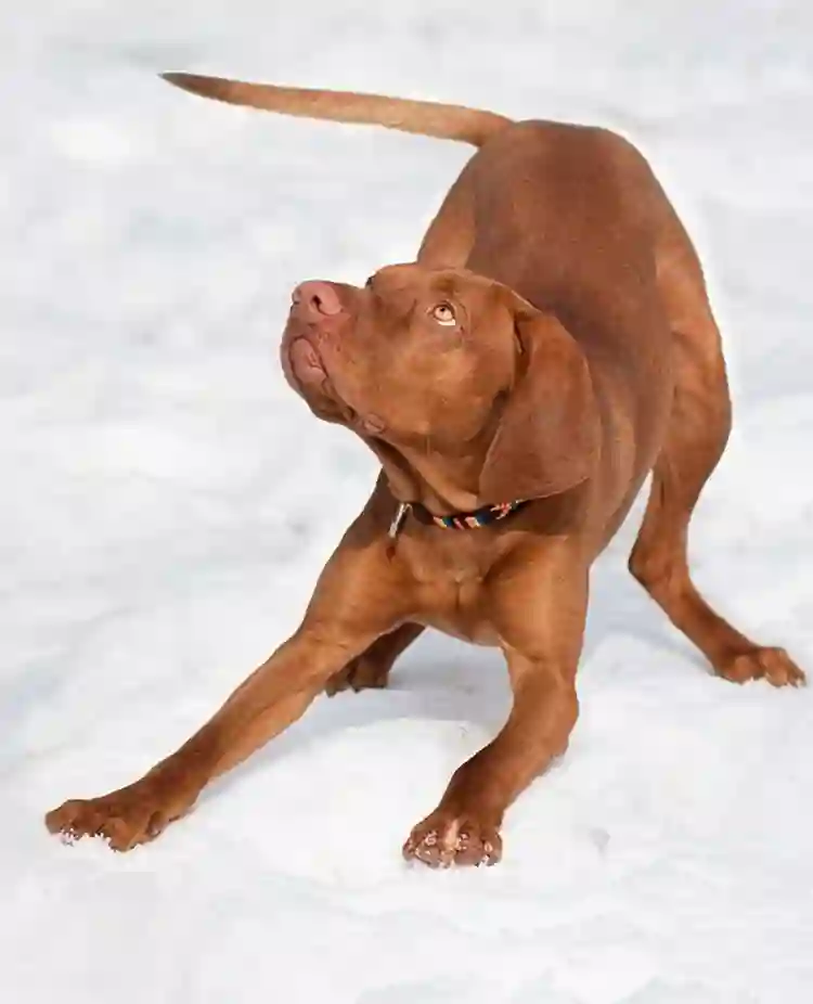 Röd hund ungersk viszla som bugar i lekställning i snön