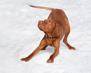 Röd hund ungersk viszla som bugar i lekställning i snön