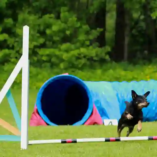 En liten svartbrun hund som hoppar över ett hinder.