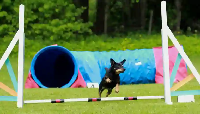 En liten svartbrun hund som hoppar över ett hinder.