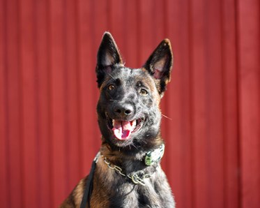 KM vinnare 2024 i Utställning Bästa Valp: Alexander Svensson & Daisy