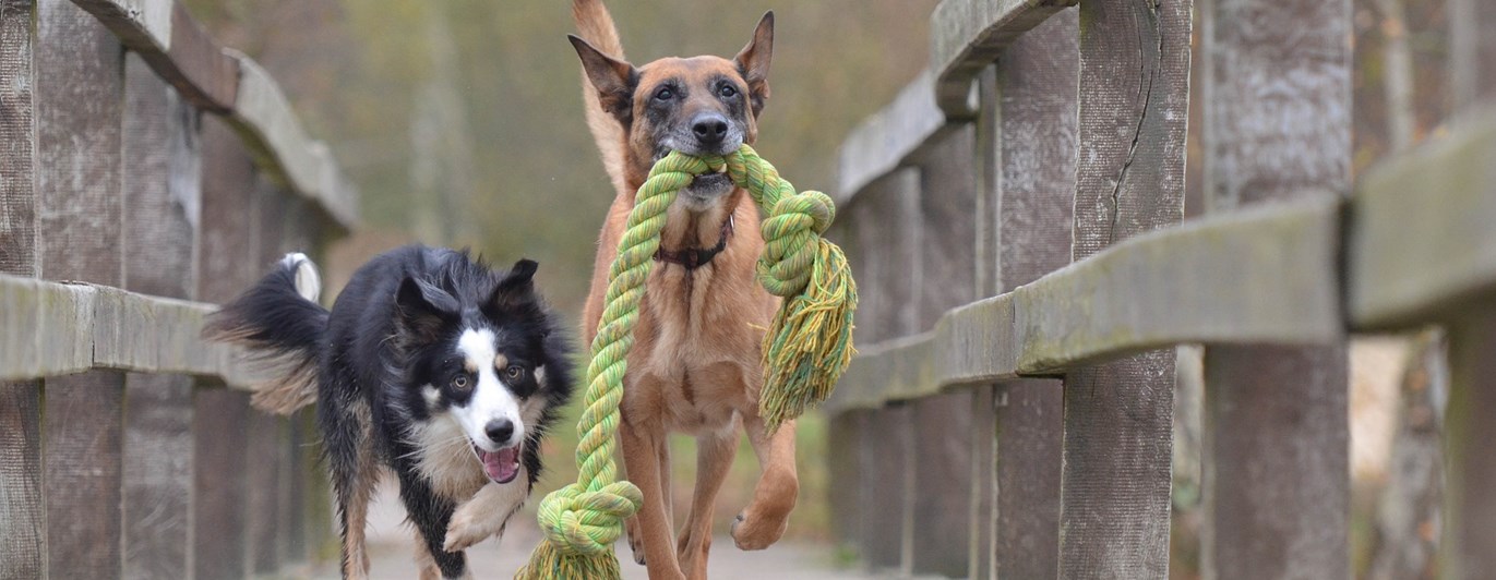 Bild som visar en bordercollie och en malinois som bär en stor leksak på en bro.