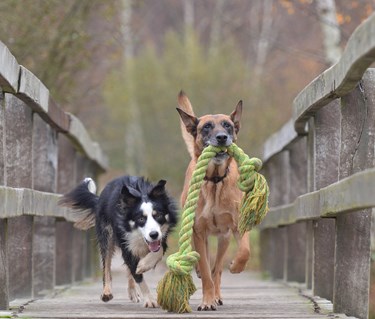 Bild som visar en bordercollie och en malinois som bär en stor leksak på en bro.