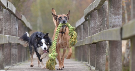 Bild som visar en bordercollie och en malinois som bär en stor leksak på en bro.