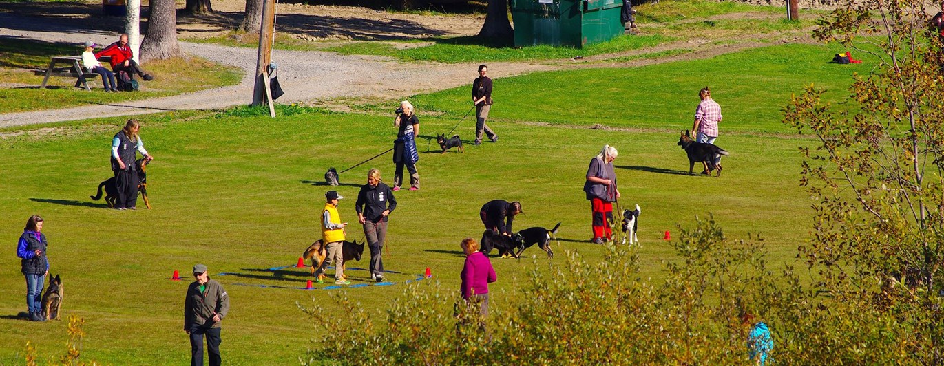 Människor som tränar sina hundar på appellplanen vid Östersunds brukshundklubb.
