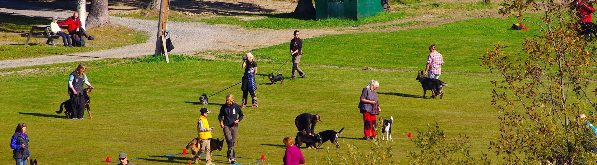 Människor som tränar sina hundar på appellplanen vid Östersunds brukshundklubb.