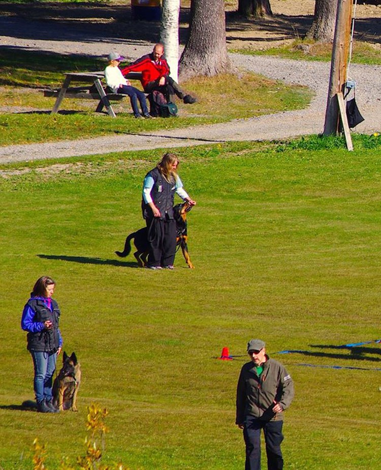 Människor som tränar sina hundar på appellplanen vid Östersunds brukshundklubb.