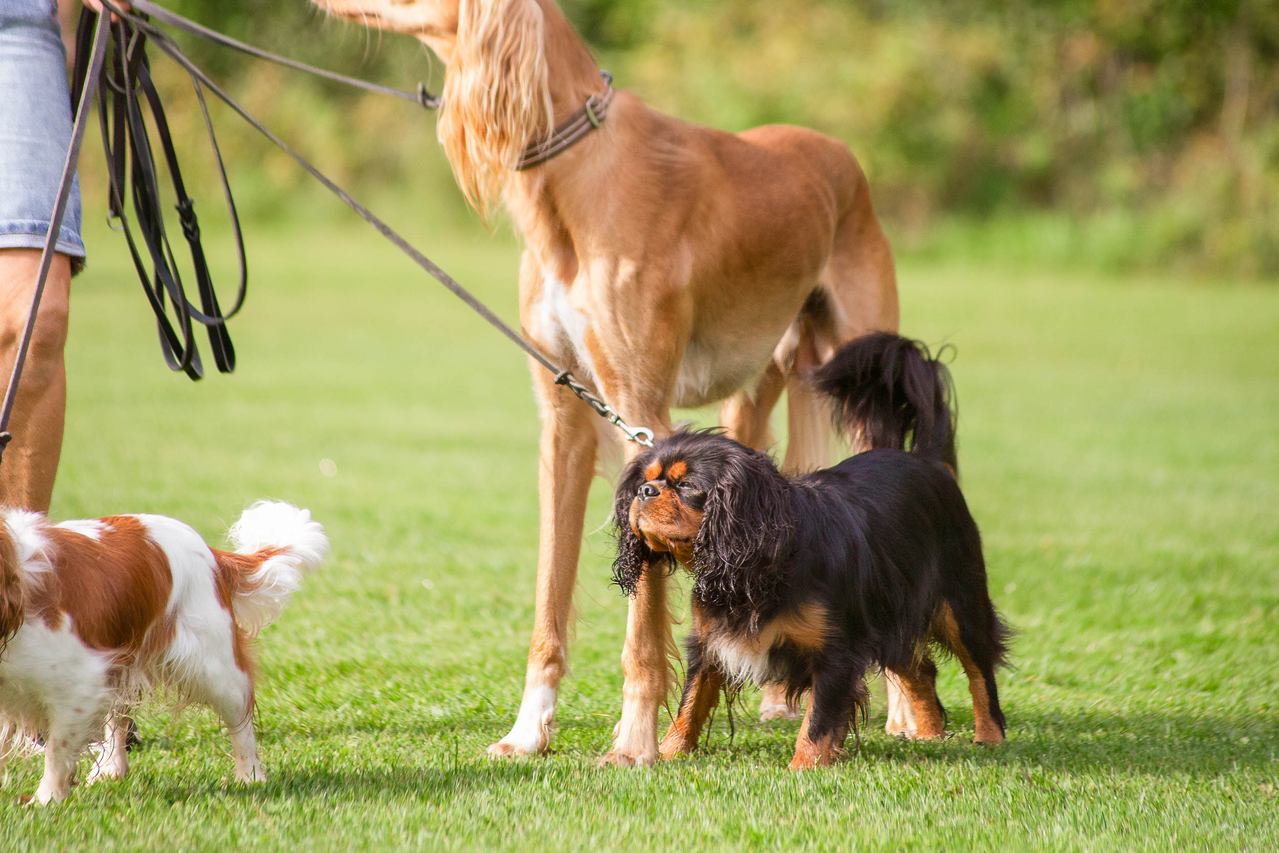 Flera hundar står tillsammans och väntar.