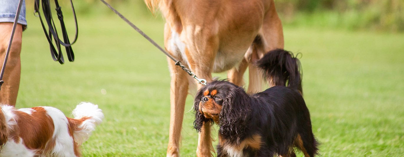 Flera hundar står tillsammans och väntar.