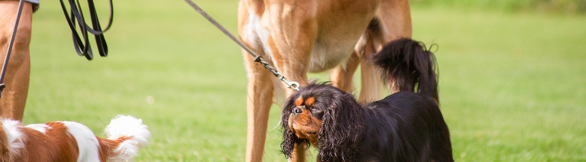 Flera hundar står tillsammans och väntar.