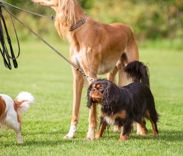 Flera hundar står tillsammans och väntar.