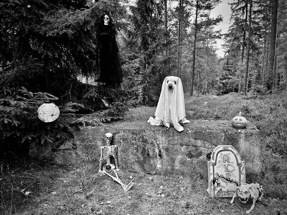 Hund utklädd till spöke med halloween dekoration