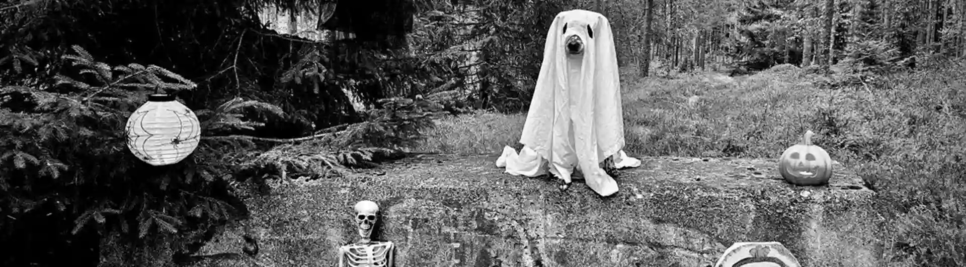 Hund utklädd till spöke med halloween dekoration