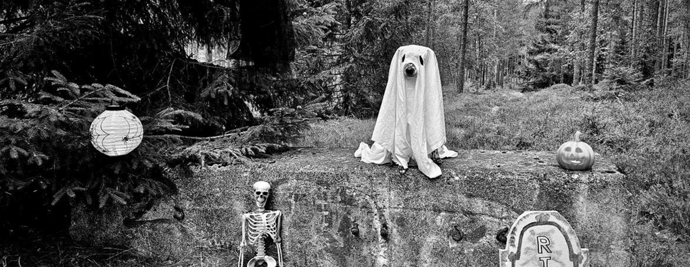 Hund utklädd till spöke med halloween dekoration