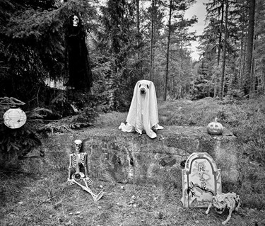 Hund utklädd till spöke med halloween dekoration