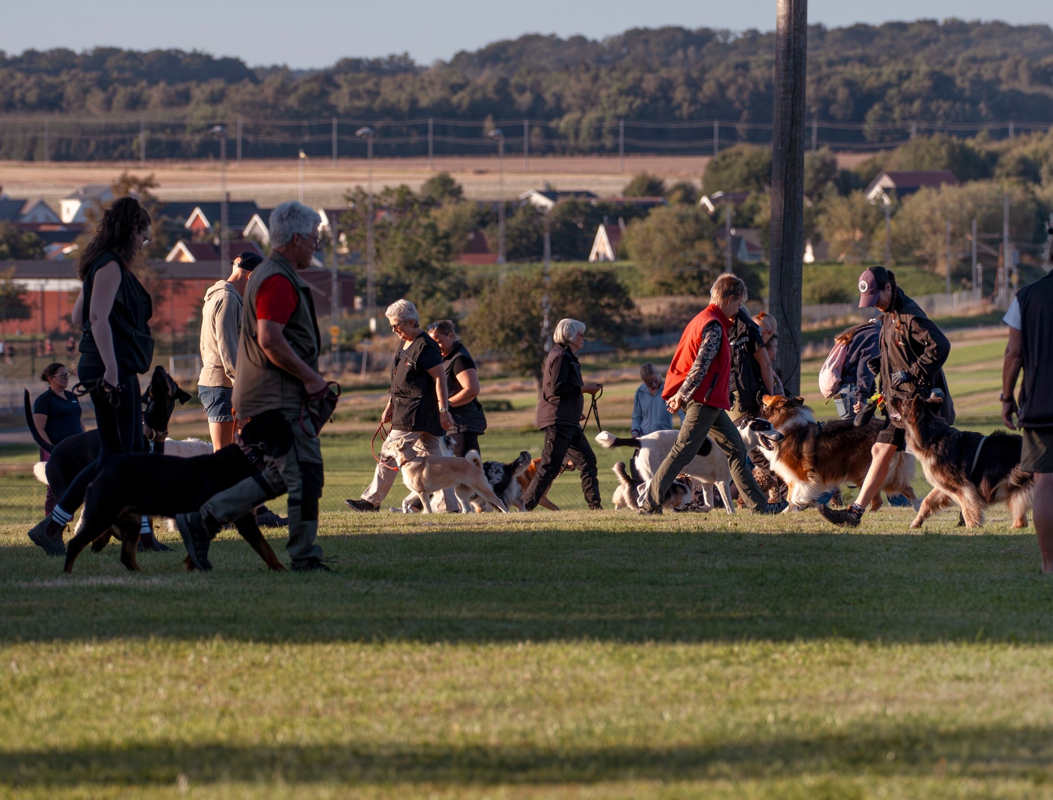 Allmänträning för klubbens medlemmar. Hundar och deras ägare tränar på hundmöten. 