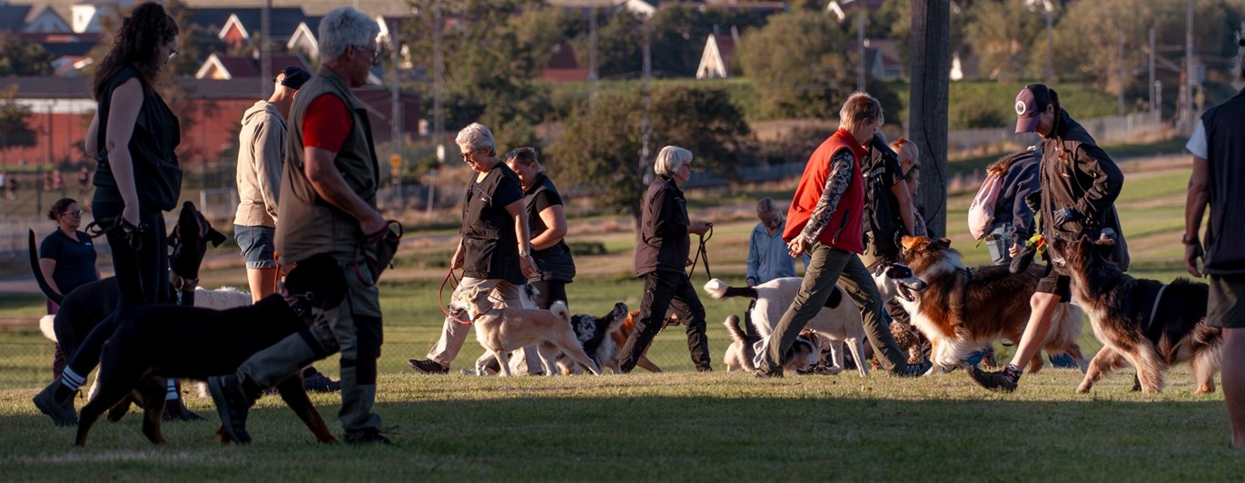 Allmänträning för klubbens medlemmar. Hundar och deras ägare tränar på hundmöten.
