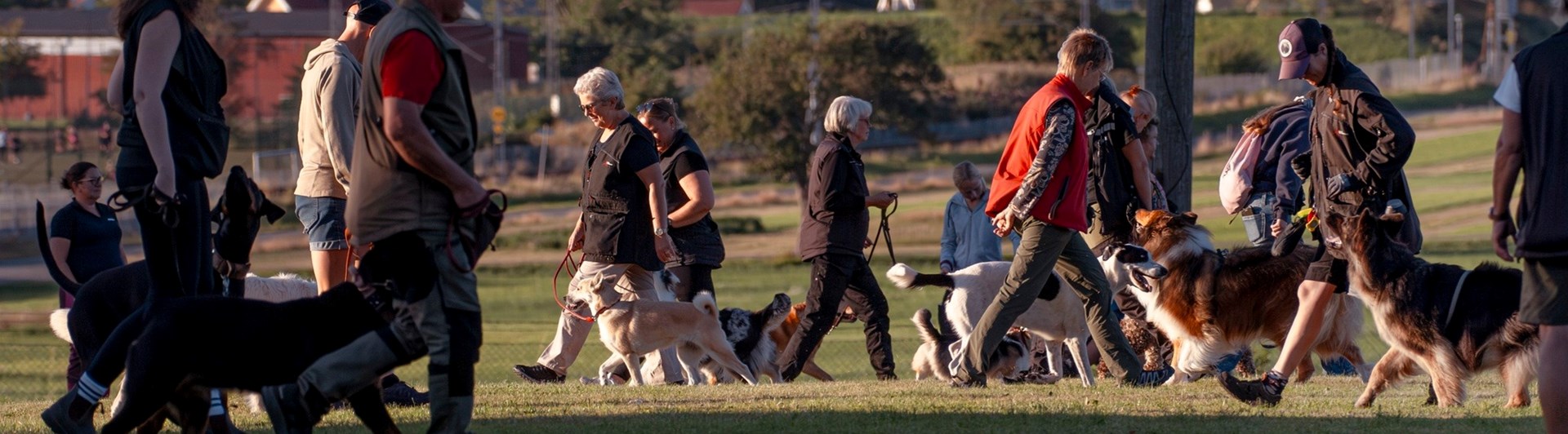 Allmänträning för klubbens medlemmar. Hundar och deras ägare tränar på hundmöten.