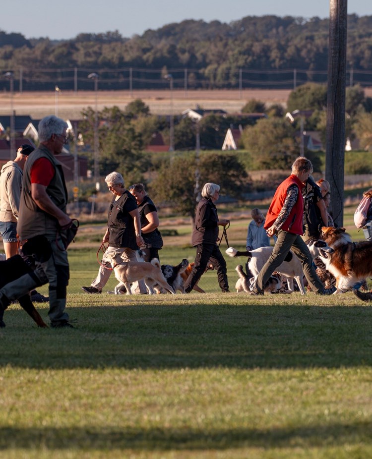 Allmänträning för klubbens medlemmar. Hundar och deras ägare tränar på hundmöten.