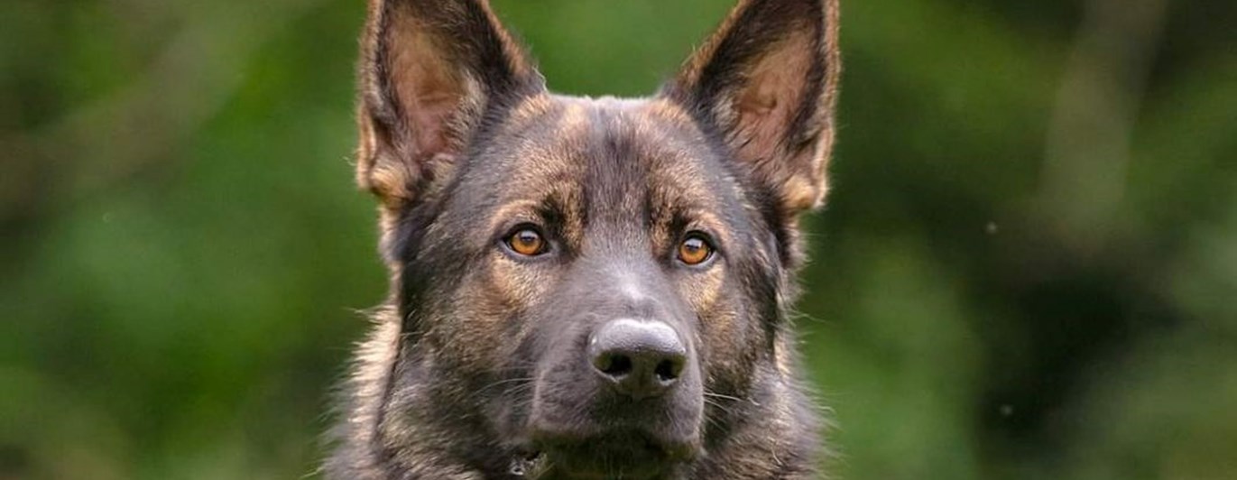 Bild på liggande schäfer