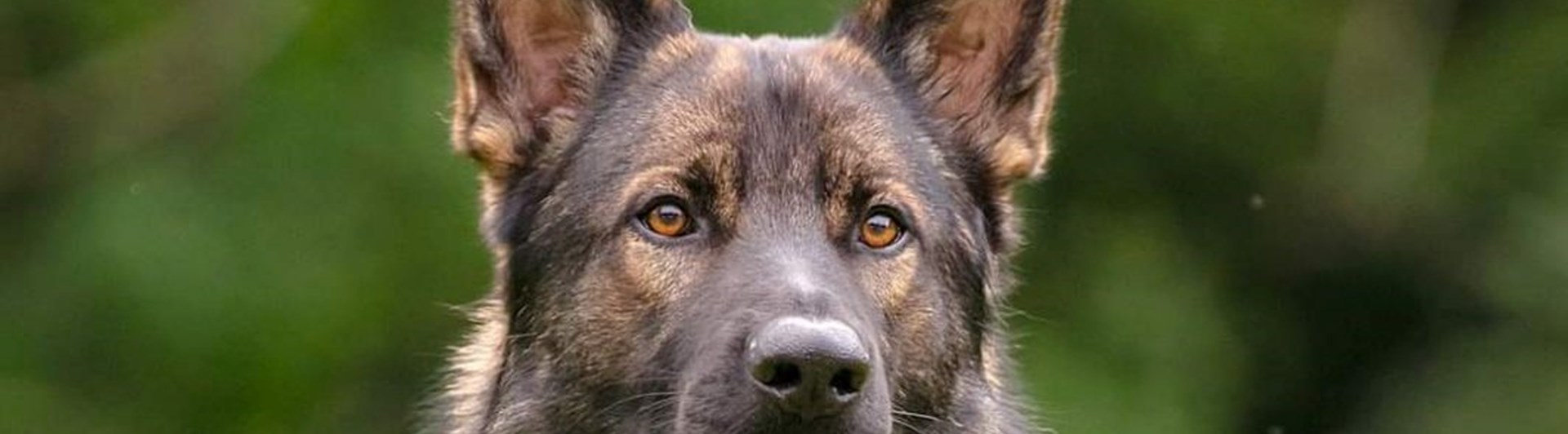 Bild på liggande schäfer