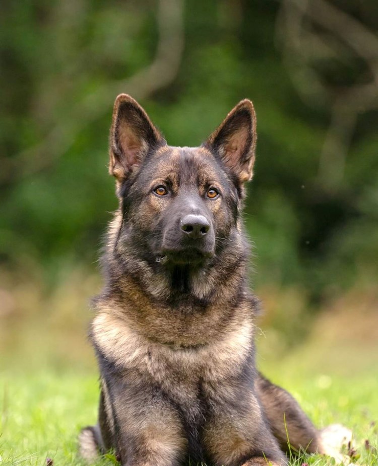 Bild på liggande schäfer