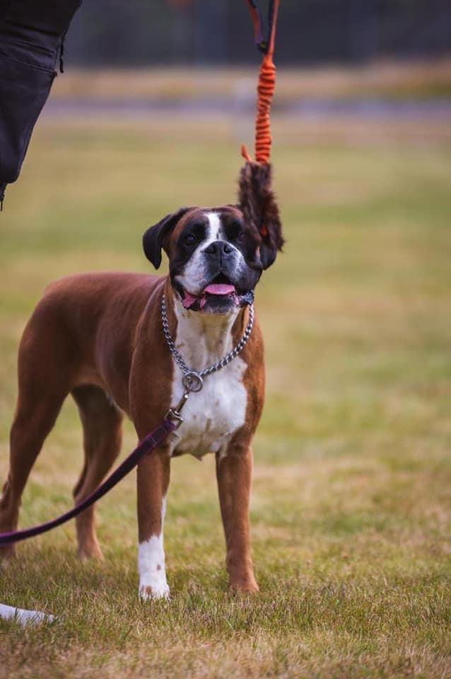 Boxer väntar på ok att leka med leksak