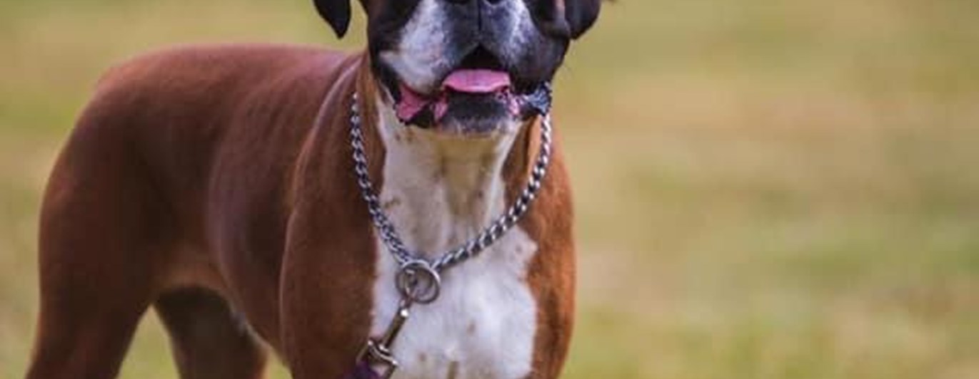 Boxer väntar på ok att leka med leksak