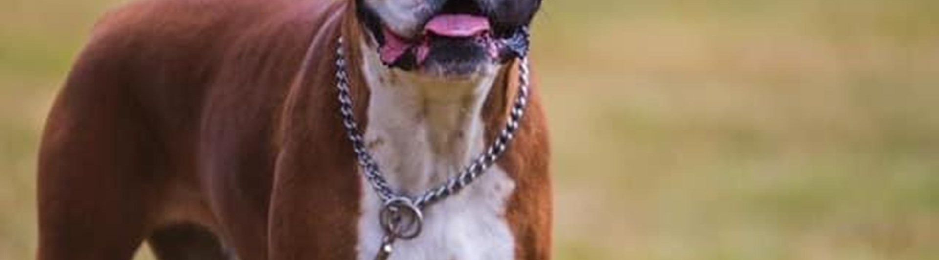 Boxer väntar på ok att leka med leksak