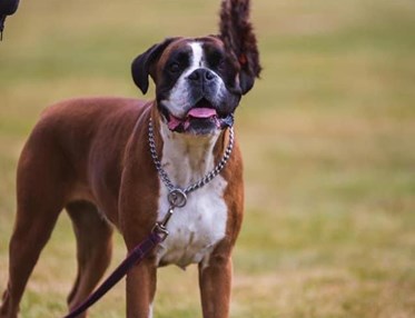 Boxer väntar på ok att leka med leksak