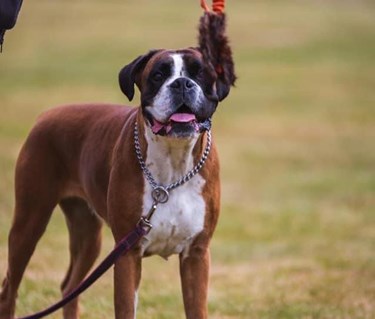 Boxer väntar på ok att leka med leksak