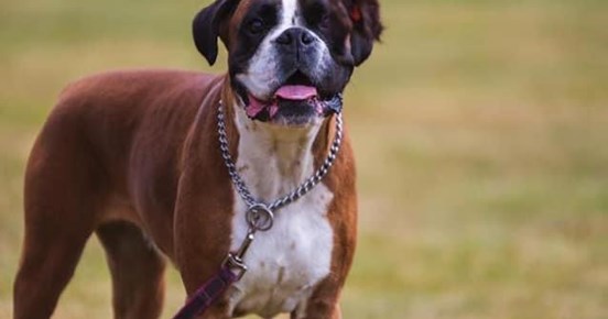 Boxer väntar på ok att leka med leksak