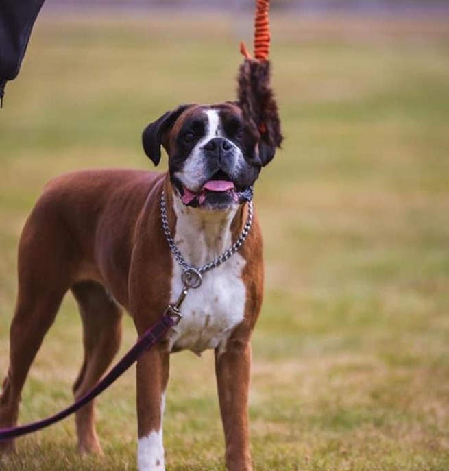 Boxer väntar på ok att leka med leksak