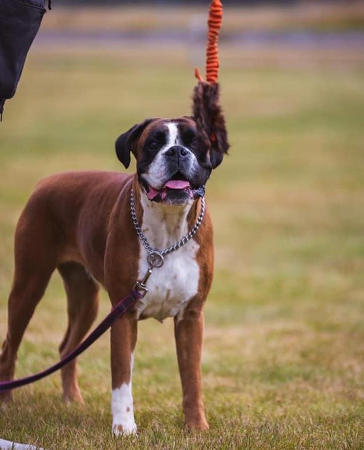 Boxer väntar på ok att leka med leksak