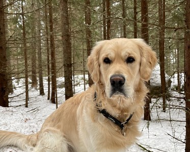 Golden Retriver sitter på sten i skogen