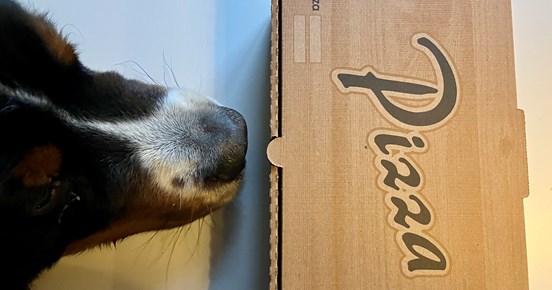 Nosework