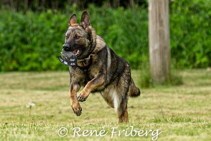 Schäfer som springer