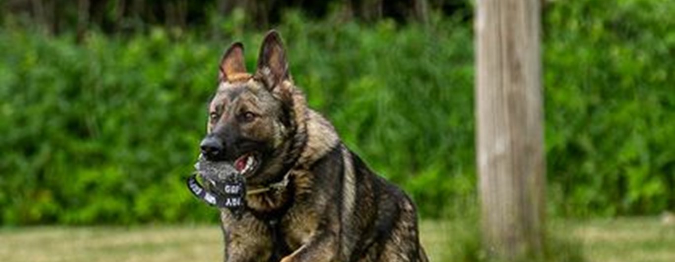 Schäfer som springer