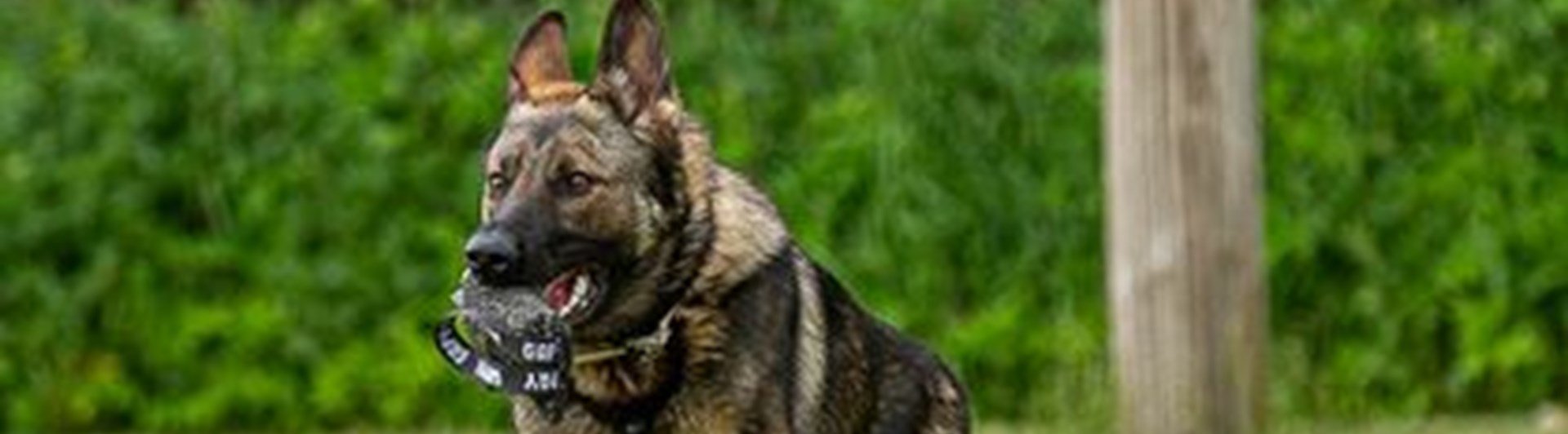 Schäfer som springer