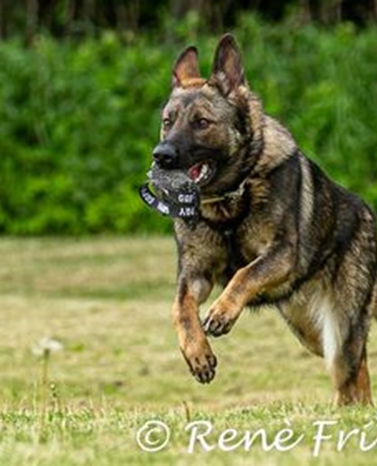 Schäfer som springer