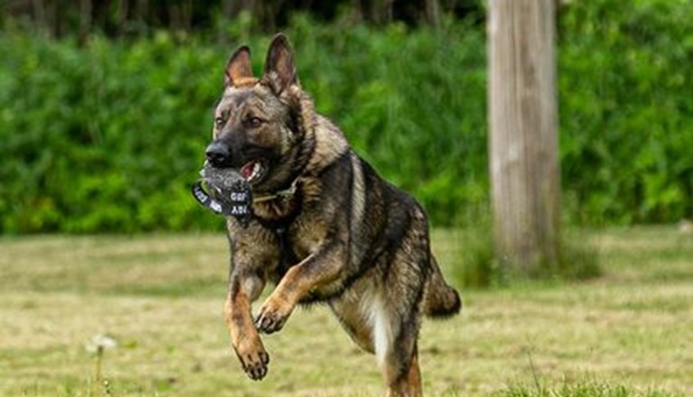 Schäfer som springer