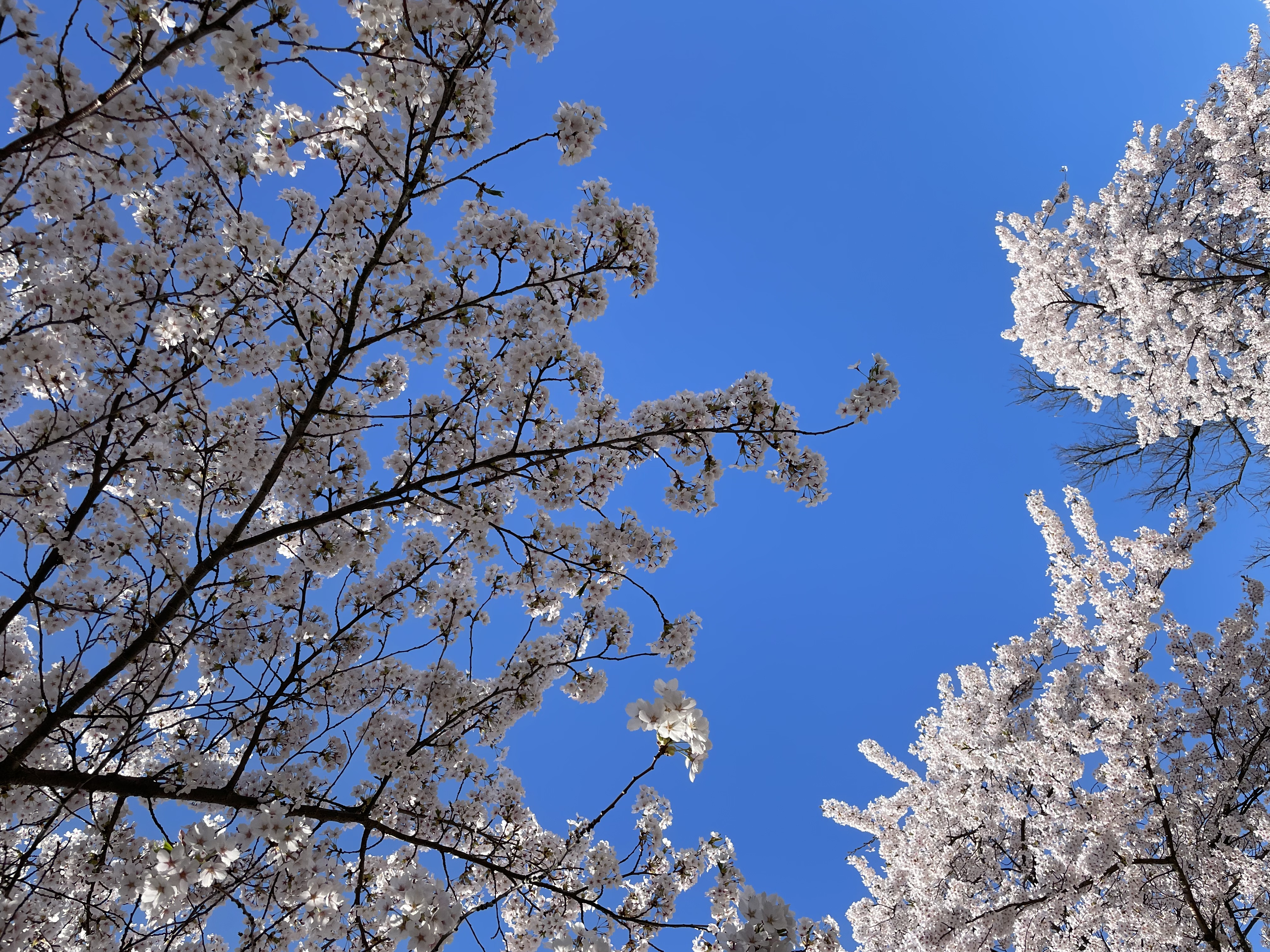Bild på körsbärsblommor 