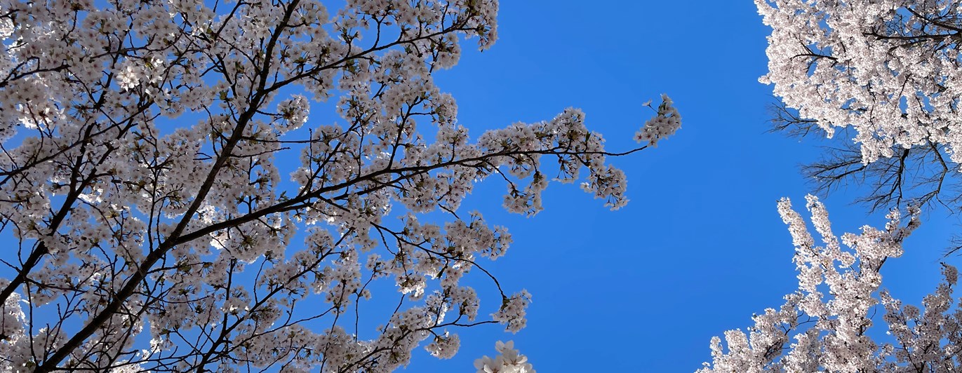 Bild på körsbärsblommor
