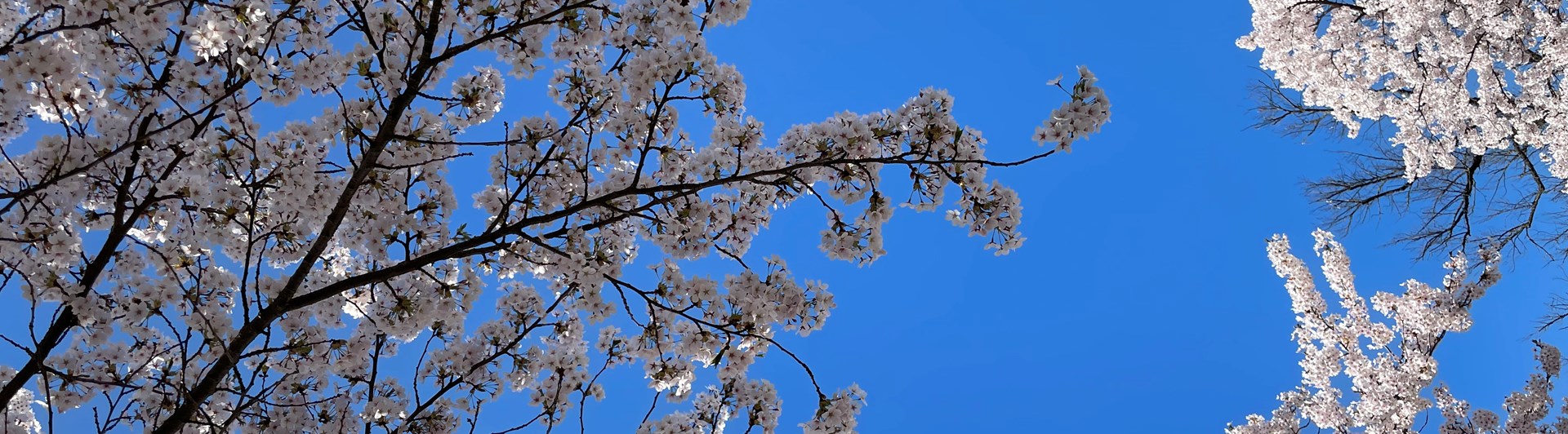 Bild på körsbärsblommor