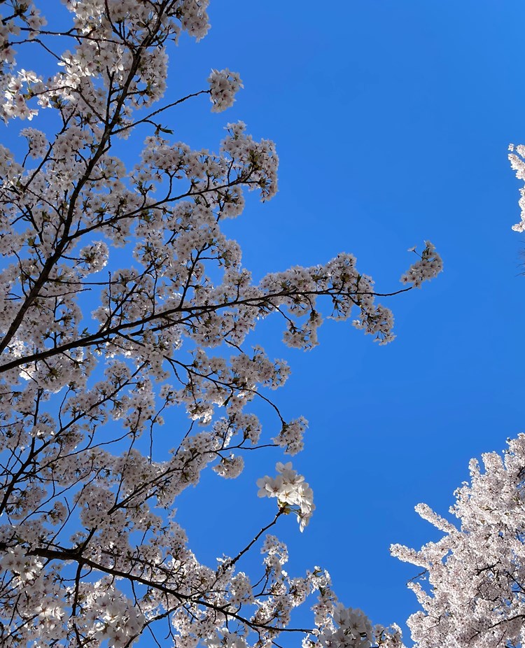 Bild på körsbärsblommor