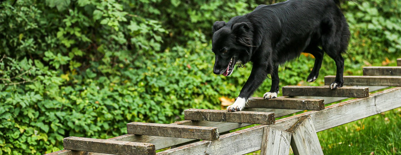 Stege på Parkourbanan