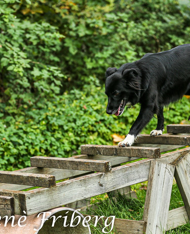Stege på Parkourbanan