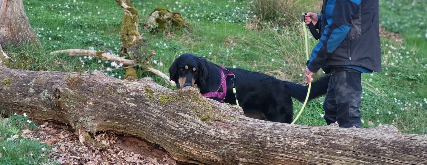 Hund söker på liggande stock