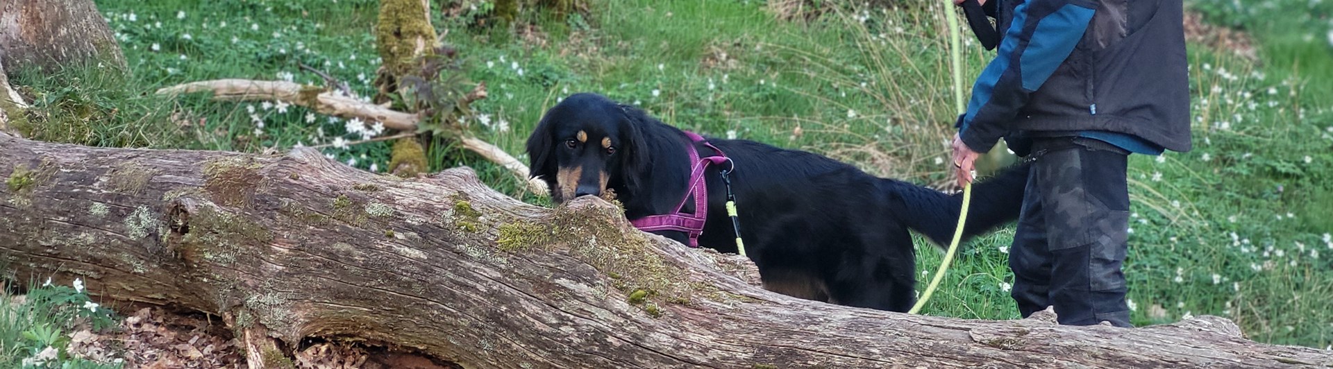 Hund söker på liggande stock