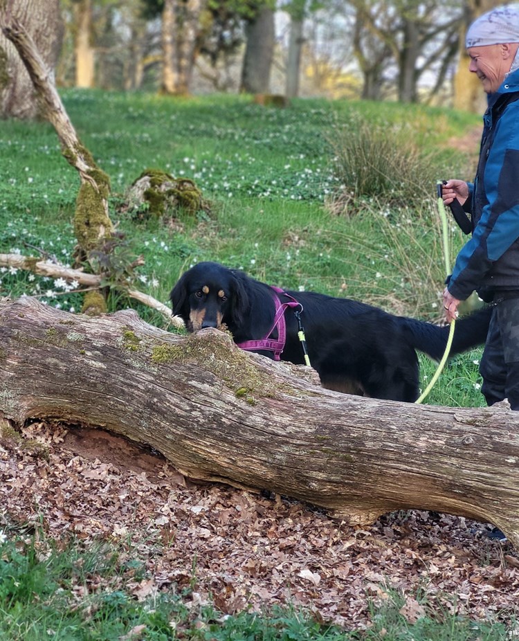 Hund söker på liggande stock